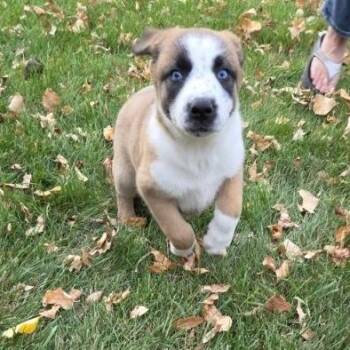 Clover -  Mixed Breed Dog for Adoption in Saskatoon, Saskatchewan - Clover | PetCurious
