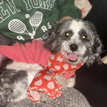 Ruth -  Mixed Breed Dog for Adoption in Philadelphia, Pennsylvania - Ruth | PetCurious