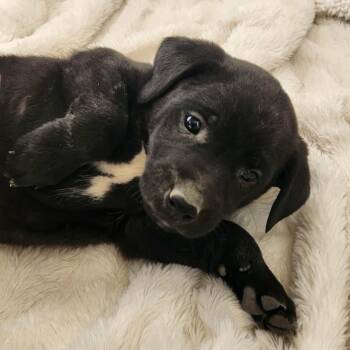 Terrier Dogs Available for Adoption - Raptor JuM | PetCurious