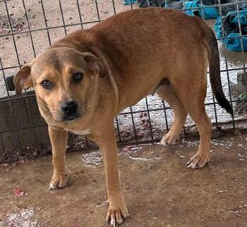 Rescue Mixed Breed Dogs for Adoption in Bruce, Mississippi - Itty Bitty | PetCurious