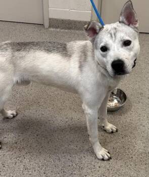 Falafel -  Siberian Husky and Pit Bull Terrier Dog for Adoption in Fishers, Indiana - Falafel | PetCurious