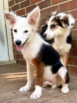 Crosby -  Shetland Sheepdog Sheltie Dog for Adoption in Lexington, Kentucky - Crosby | PetCurious