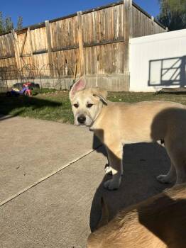 Rescue Anatolian Shepherd Dogs for Adoption in Bountiful, Utah - Bert | PetCurious