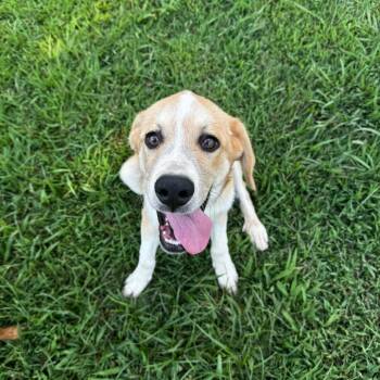 Hurricane -  Yellow Labrador Retriever and Great Pyrenees Dog for Adoption in Brownsboro, Alabama - Hurricane | PetCurious