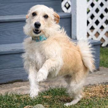 Mixed Breed Dogs Available for Adoption - Max | PetCurious