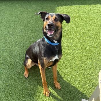Jackfruit -  Mixed Breed Dog for Adoption in Pittsburgh, Pennsylvania - Jackfruit | PetCurious