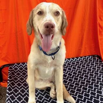 Sookie-licious -  Yellow Labrador Retriever and Catahoula Leopard Dog Dog for Adoption in Houston, Texas - Sookie-licious | PetCurious