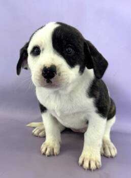Rescue Saint Bernard and Mixed Breed Dogs for Adoption in Morton Grove, Illinois - Owl | PetCurious