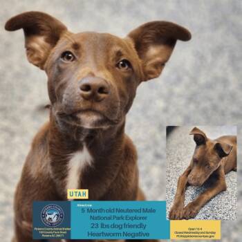 Utah -  Chocolate Labrador Retriever Dog for Adoption in Wando, South Carolina - Utah | PetCurious