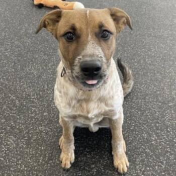 Mixed Breed Dogs Available for Adoption - Cuttlefish | PetCurious