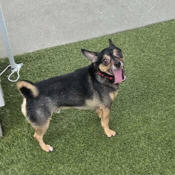 Will -  Chihuahua Dog for Adoption in Fall River, Massachusetts - Will | PetCurious