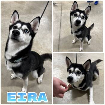 Rescue Siberian Husky Dogs for Adoption in Pierceton, Indiana - Luna (Eira) | PetCurious