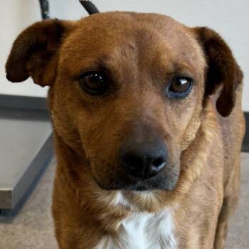 Mixed Breed Dogs Available for Adoption - Wade | PetCurious