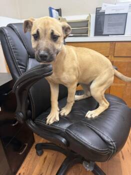 Mountain Cur and Mixed Breed Dogs Available for Adoption in Fayetteville, Tennessee - Shelly | PetCurious