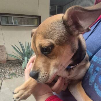 Rescue Chihuahua and Pug Dogs for Adoption in Yuma, Arizona - Willie | PetCurious
