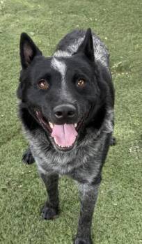 Gator -  Australian Cattle Dog Blue Heeler Dog for Adoption in Red Bluff, California - Gator | PetCurious