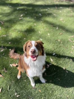 Riley -  Australian Shepherd Dog for Adoption in West Hollywood, California - Riley | PetCurious