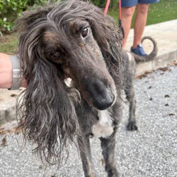 Aquiles 5549 -  Afghan Hound Dog for Adoption in Loxahatchee Groves, Florida - Aquiles 5549 | PetCurious