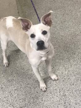 A432799 -  Pit Bull Terrier Dog for Adoption in Conroe, Texas - A432799 | PetCurious