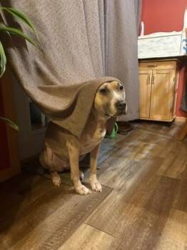 Kiki -  Terrier and Mixed Breed Dog for Adoption in Gwinn, Michigan - Kiki | PetCurious
