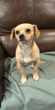 Amy -  Chihuahua Dog for Adoption in Orange, California - Amy | PetCurious
