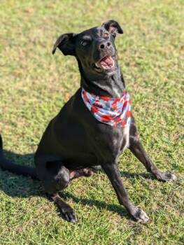 Draco -  Labrador Retriever Dog for Adoption in Gulfport, Mississippi - Draco | PetCurious
