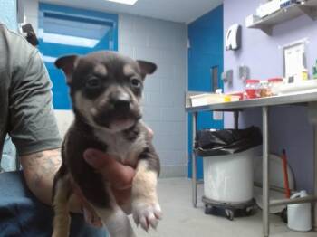 Husky and Mixed Breed Dogs Available for Adoption in Albuquerque, New Mexico - BENTLEY | PetCurious