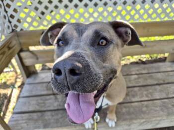 Labrador Retriever and Mixed Breed Dogs Available for Adoption in Omaha, Nebraska - CALLIE | PetCurious