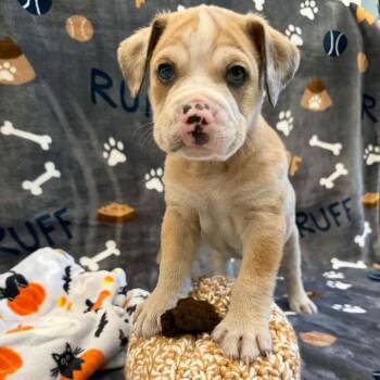 Max KB -  English Bulldog and Mixed Breed Dog for Adoption in Austin, Texas - Max KB | PetCurious