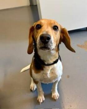 Cooper -  Beagle Dog for Adoption in Winter Haven, Florida - Cooper | PetCurious