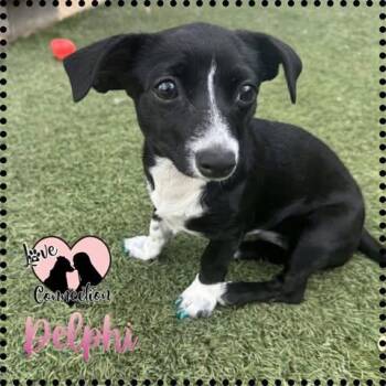 Delphi -  Chihuahua Dog for Adoption in Gilbert, Arizona - Delphi | PetCurious