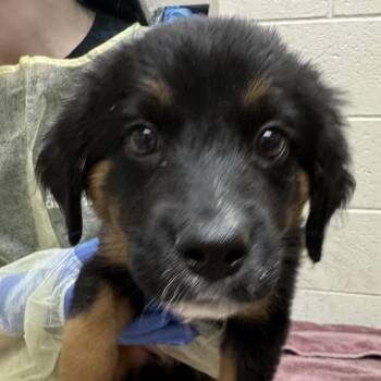 Shaggy Maggy -  Mixed Breed Dog for Adoption in Murray, Utah - Shaggy Maggy | PetCurious