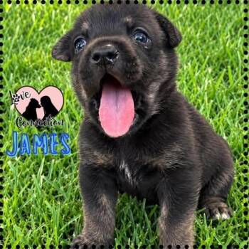 James -  Australian Shepherd Dog for Adoption in Gilbert, Arizona - James | PetCurious