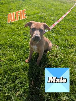 Dalmatian and Pit Bull Terrier Dogs Available for Adoption in Somerset, Pennsylvania - Alfie | PetCurious