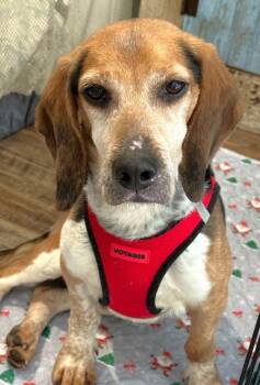 Beagle Dogs Available for Adoption - Harlan | PetCurious