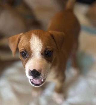 Rescue Labrador Retriever Dogs for Adoption in Pflugerville, Texas - Charlie | PetCurious