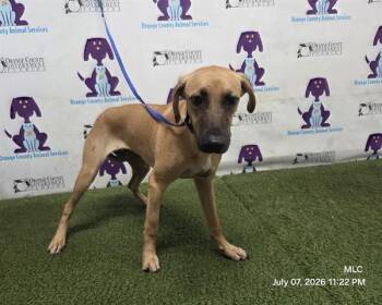 MIRACLE -  Pit Bull Terrier and Mixed Breed Dog for Adoption in Orlando, Florida - MIRACLE | PetCurious