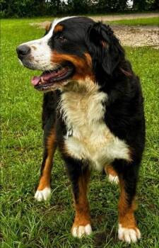 Bella -  Bernese Mountain Dog Dog for Adoption in Washington, District Of Columbia - Bella | PetCurious