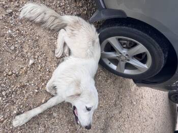 Cowboy ATX -  Great Pyrenees Dog for Adoption in Quinlan, Texas - Cowboy ATX | PetCurious