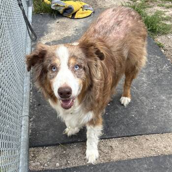 Chicken Tenders -  Australian Shepherd Dog for Adoption in Columbia, South Carolina - Chicken Tenders | PetCurious