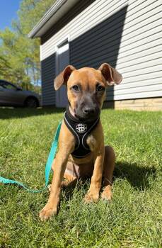 Mixed Breed Dogs Available for Adoption in Seville, Ohio - Biscotti | PetCurious