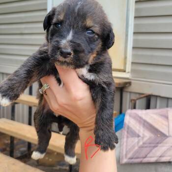 Australian Shepherd and Australian Cattle Dog Blue Heeler Dogs Available for Adoption in Marshall, Texas - Nash | PetCurious