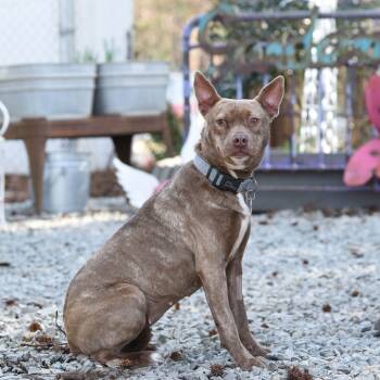 Rescue Pit Bull Terrier Dogs for Adoption in Wake Forest, North Carolina - Sloan | PetCurious