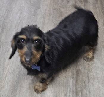 GRINS -  Dachshund Dog Available for Adoption in Franklin, Tennessee - GRINS | PetCurious