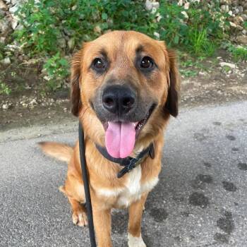 Percy CS -  Labrador Retriever Dog for Adoption in Columbia, Maryland - Percy CS | PetCurious