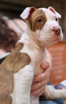 Pit Bull Terrier Dogs Available for Adoption - Jewels | PetCurious