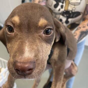 Kroger -  Coonhound and Mixed Breed Dog for Adoption in Abilene, Texas - Kroger | PetCurious