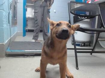 CHANTERELLE -  German Shepherd Dog and Mixed Breed Dog for Adoption in Albuquerque, New Mexico - CHANTERELLE | PetCurious