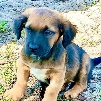 Mixed Breed Dogs Available for Adoption in Williston, Florida - Zion | PetCurious