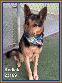 KODIAK -  German Shepherd Dog Dog for Adoption in Marietta, Georgia - KODIAK | PetCurious